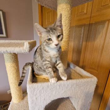 Ash 4 -  Domestic Short Hair Cat for Adoption in Shorewood, Illinois - Ash 4 | PetCurious