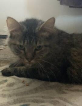 Domestic Medium Hair Cats Available for Adoption in Albuquerque, New Mexico - Beatrice | PetCurious
