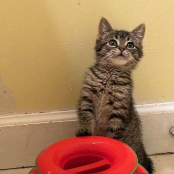 Yabbi -  Domestic Short Hair Cat for Adoption in Candler, North Carolina - Yabbi | PetCurious