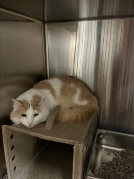 Turkish Van Cats Available for Adoption - LOUIE | PetCurious