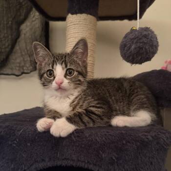 Domestic Short Hair Cats Available for Adoption in Dekalb, Illinois - Skinny Pete | PetCurious
