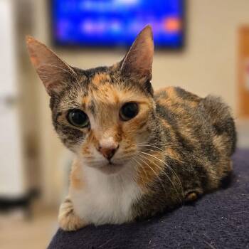 Grapes -  Domestic Short Hair Cat for Adoption in Titusville, Florida - Grapes | PetCurious