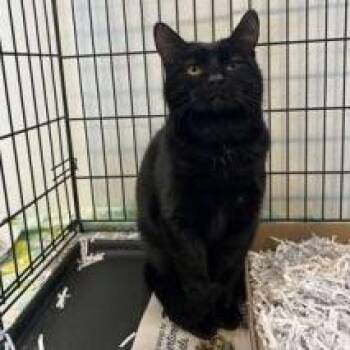 Domestic Short Hair Cats Available for Adoption - Archie | PetCurious