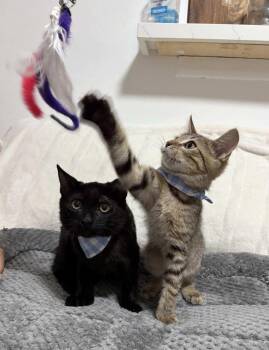 Kitten Macho -  Domestic Short Hair Cat for Adoption in Seal Beach, California - Kitten Macho | PetCurious