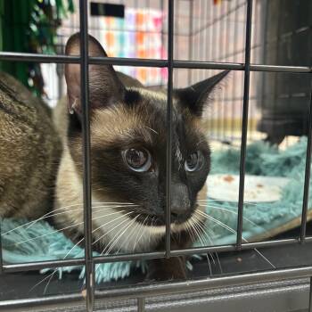 Rescue Domestic Short Hair Cats for Adoption in Vineland, New Jersey - Ribbon | PetCurious