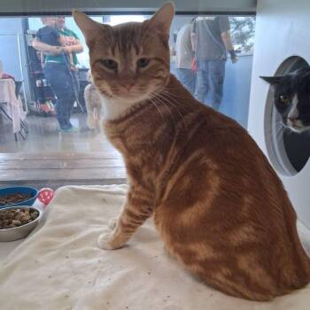 Domestic Short Hair Cats Available for Adoption in Kingman, Arizona - Pumpkin | PetCurious