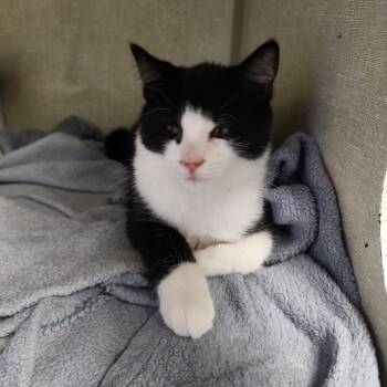 Rescue Domestic Short Hair Cats for Adoption in Monroe, Michigan - Whiskers | PetCurious