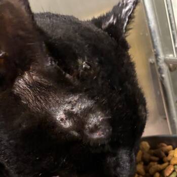 Domestic Short Hair Cats Available for Adoption in Napoleon, Ohio - Torch 16C26 | PetCurious