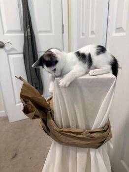 Yang -  Domestic Short Hair Cat for Adoption in Denver, Colorado - Yang | PetCurious