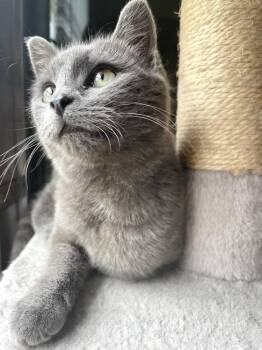 Domestic Short Hair Cats Available for Adoption in Melville, New York - Josie | PetCurious