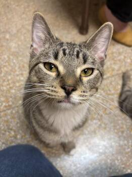 Harry Potter -  Tabby Cat Available for Adoption in Chicago, Illinois - Harry Potter | PetCurious