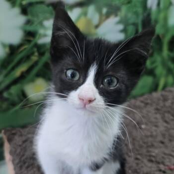 Domestic Short Hair Cats Available for Adoption in Nashville, Tennessee - Badger | PetCurious