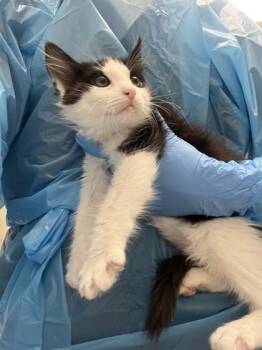 Paya -  Domestic Long Hair and Domestic Short Hair Cat for Adoption in Roseville, California - Paya | PetCurious