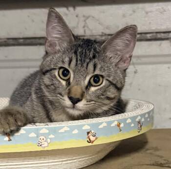 Fred -  Domestic Short Hair Cat for Adoption in Davis, California - Fred | PetCurious