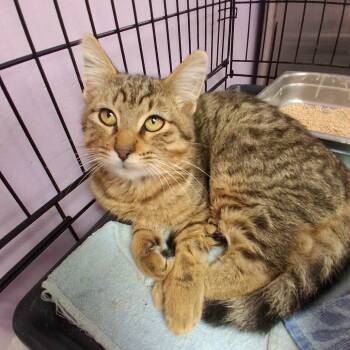 Rescue Domestic Short Hair Cats for Adoption in Davenport, Iowa - Blue Taki | PetCurious