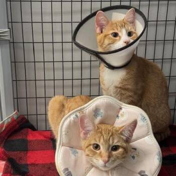 Domestic Short Hair Cats Available for Adoption - Willie C10855 | PetCurious