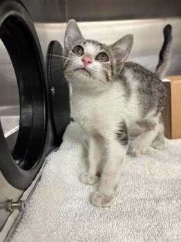 Carmen -  Domestic Short Hair Cat for Adoption in Honolulu, Hawaii - Carmen | PetCurious