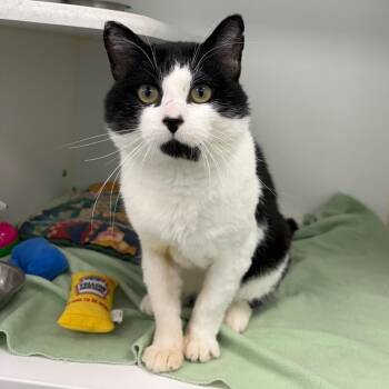 Vincenzo "Vinny" -  Domestic Short Hair Cat for Adoption in Clavet, Saskatchewan - Vincenzo "Vinny" | PetCurious
