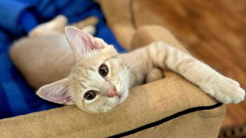 Rescue Tabby Cats for Adoption in Franklin, Tennessee - KITTEN LIONEL | PetCurious