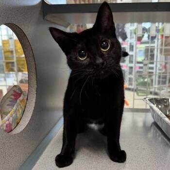 Soya -  Domestic Short Hair Cat for Adoption in Waterloo, Iowa - Soya | PetCurious