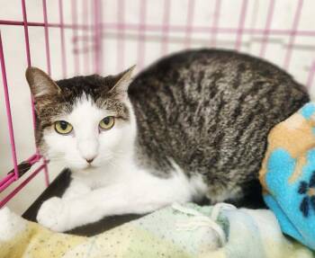 Domestic Short Hair Cats Available for Adoption - Fergie | PetCurious