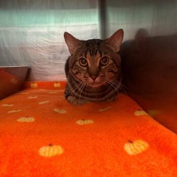 Barry -  Domestic Short Hair Cat for Adoption in Lake Jackson, Texas - Barry | PetCurious