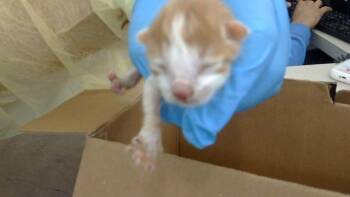 MARIA -  Domestic Long Hair Cat for Adoption in Dallas, Texas - MARIA | PetCurious