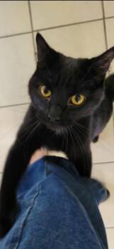 Rescue Domestic Short Hair Cats for Adoption in Owensboro, Kentucky - TED | PetCurious