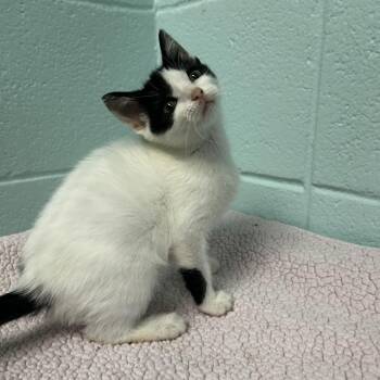 Gamora -  Domestic Short Hair Cat for Adoption in Spruce Pine, North Carolina - Gamora | PetCurious