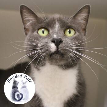 Chloe -  Domestic Short Hair Cat for Adoption in Champaign, Illinois - Chloe | PetCurious