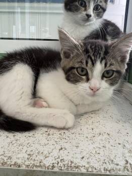 American Shorthair Cats Available for Adoption in Barboursville, West Virginia - Larriny | PetCurious