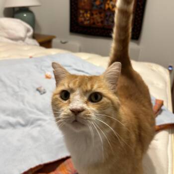 Rescue Domestic Short Hair Cats for Adoption in Sanford, North Carolina - Goldfish | PetCurious