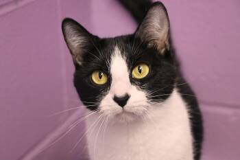 Domestic Short Hair Cats Available for Adoption - Peppa | PetCurious