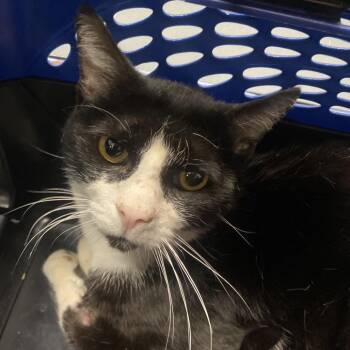 Ambrose -  Domestic Short Hair Cat for Adoption in Allentown, Pennsylvania - Ambrose | PetCurious