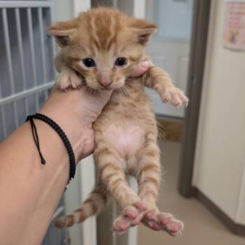 Domestic Short Hair Cats Available for Adoption in Buchanan Dam, Texas - Dave | PetCurious
