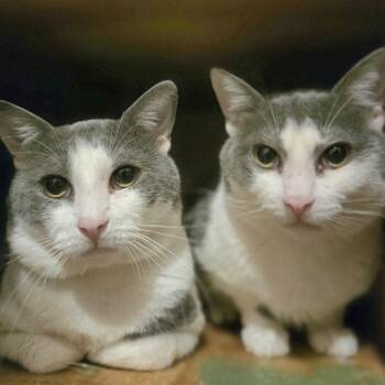 Jimbo & Kenny -  Domestic Short Hair Cat for Adoption in Liverpool, Texas - Jimbo & Kenny | PetCurious