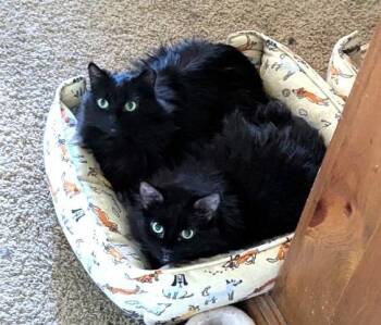 Poppet -  Domestic Long Hair Cat for Adoption in Millcreek, Utah - Poppet | PetCurious