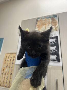 PEPPER -  Domestic Medium Hair Cat for Adoption in Las Vegas, Nevada - PEPPER | PetCurious