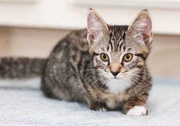 Domestic Short Hair Cats Available for Adoption in Magnolia, Texas - Georgia | PetCurious