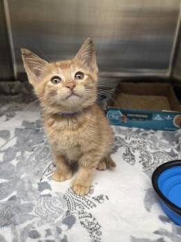 Rory Myndacious -  Domestic Short Hair Cat for Adoption in Westland, Michigan - Rory Myndacious | PetCurious