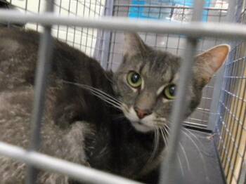 TERRI -  Domestic Medium Hair Cat for Adoption in Tulsa, Oklahoma - TERRI | PetCurious