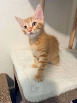 Big Daddy Clarence -  Domestic Medium Hair Cat for Adoption in Tucson, Arizona - Big Daddy Clarence | PetCurious