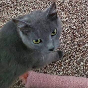 Marley j -  Russian Blue Cat for Adoption in Tampa, Florida - Marley J | PetCurious