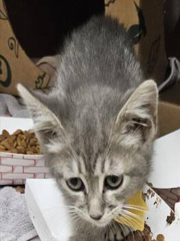 Rescue Domestic Short Hair Cats for Adoption in St. Louis, Missouri - MAGNOLIA | PetCurious