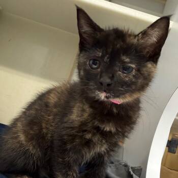 Pumpkin -  Domestic Short Hair Cat for Adoption in Chattanooga, Tennessee - Pumpkin | PetCurious