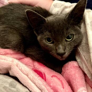 Rescue Domestic Short Hair Cats for Adoption in Victoria, British Columbia - Rumi | PetCurious