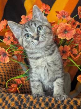 4/14/26 Delia -  Domestic Short Hair Cat Available for Adoption in Stillwater, Oklahoma - 4/14/26 Delia | PetCurious