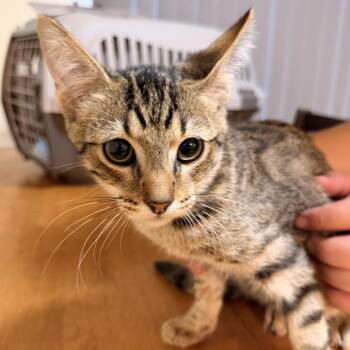 Jack -  Domestic Short Hair Cat for Adoption in Vallejo, California - Jack | PetCurious