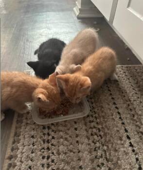 Domestic Short Hair Cats Available for Adoption in San Antonio, Texas - Shadow | PetCurious