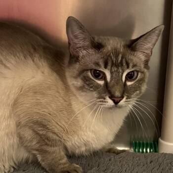 Siamese Cats Available for Adoption in Sonoma, California - Sylvia | PetCurious